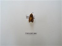 藏品(暗點橙蛾)的圖片